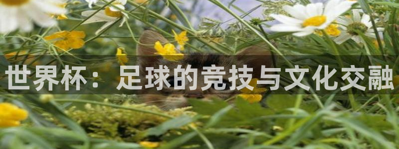世界杯直播高清：世界杯：足球的竞技与文化交融